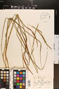 Paspalum floridanum var. floridanum image
