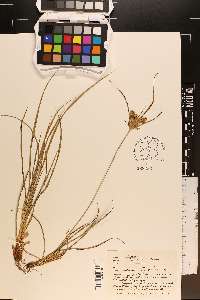 Cyperus retrorsus image
