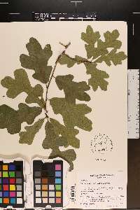 Quercus margaretta image