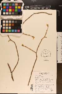 Dirca decipiens image