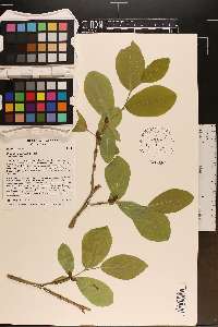 Dirca decipiens image