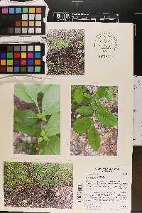 Dirca decipiens image