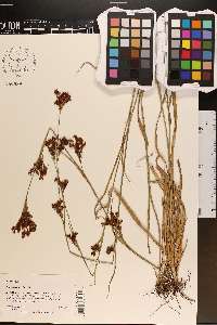 Rhynchospora caduca image