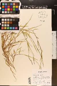 Muhlenbergia schreberi image