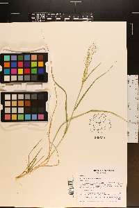 Eragrostis intermedia image