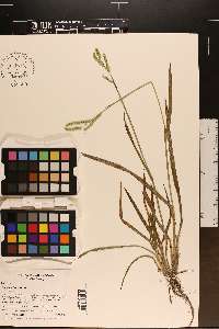 Paspalum laeve image