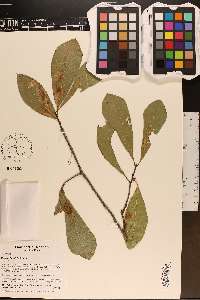 Quercus laurifolia image