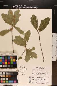 Quercus sinuata image