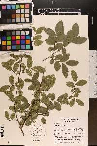 Ulmus crassifolia image