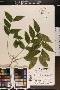 Sapindus saponaria image