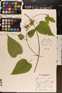 Humulus lupulus image