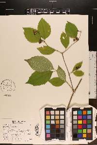 Philadelphus pubescens image