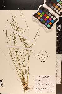 Juncus anthelatus image