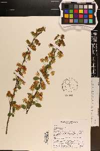 Neviusia alabamensis image