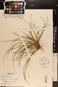 Carex willdenowii image