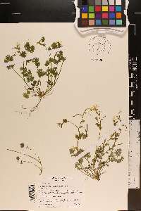 Corydalis flavula image