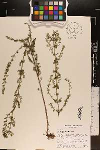 Calamintha nepeta image