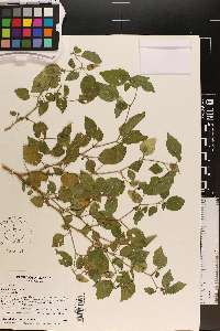 Physalis pubescens image