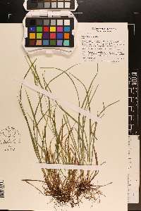 Carex bulbostylis image