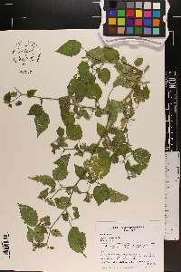 Physalis pubescens image