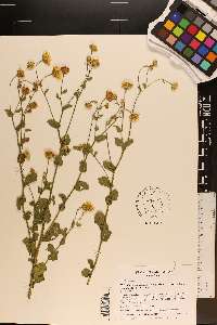 Heterotheca subaxillaris subsp. latifolia image