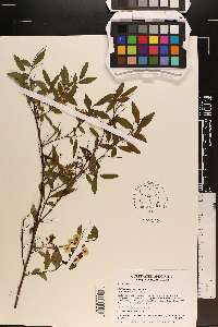 Spiraea cantoniensis image