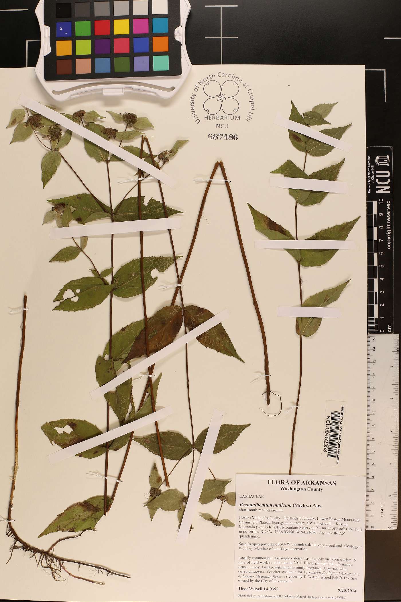 Pycnanthemum muticum image