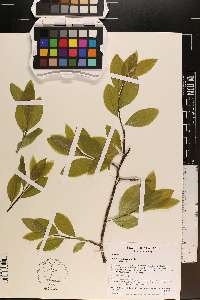 Sideroxylon lycioides image