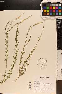 Polygala boykinii image