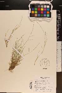 Schedonnardus paniculatus image