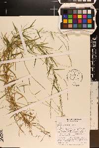 Muhlenbergia schreberi image