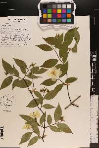 Philadelphus inodorus image