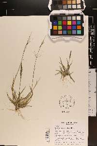 Sporobolus pyramidalis image