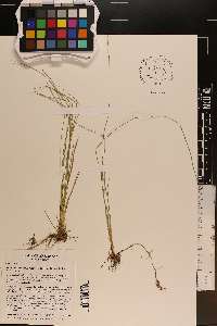 Eleocharis wolfii image