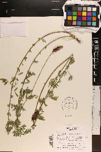 Dalea candida var. candida image