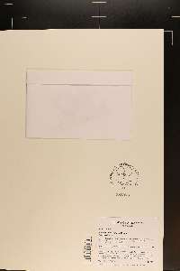Pilularia americana image