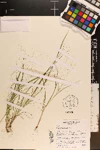 Eragrostis capillaris image