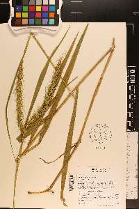 Elymus riparius image
