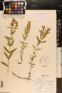 Hypericum sphaerocarpum image