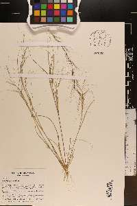 Aristida oligantha image