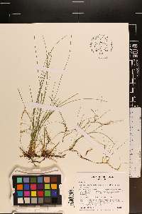 Eleocharis wolfii image