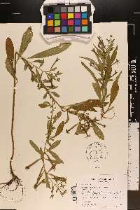 Ludwigia leptocarpa image