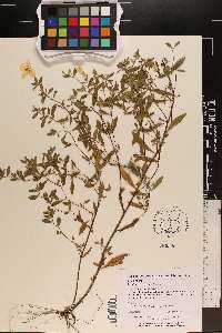 Oenothera fruticosa var. fruticosa image