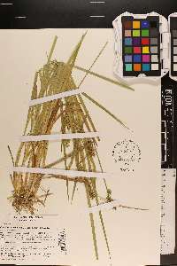 Carex laevivaginata image