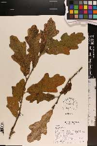 Quercus similis image