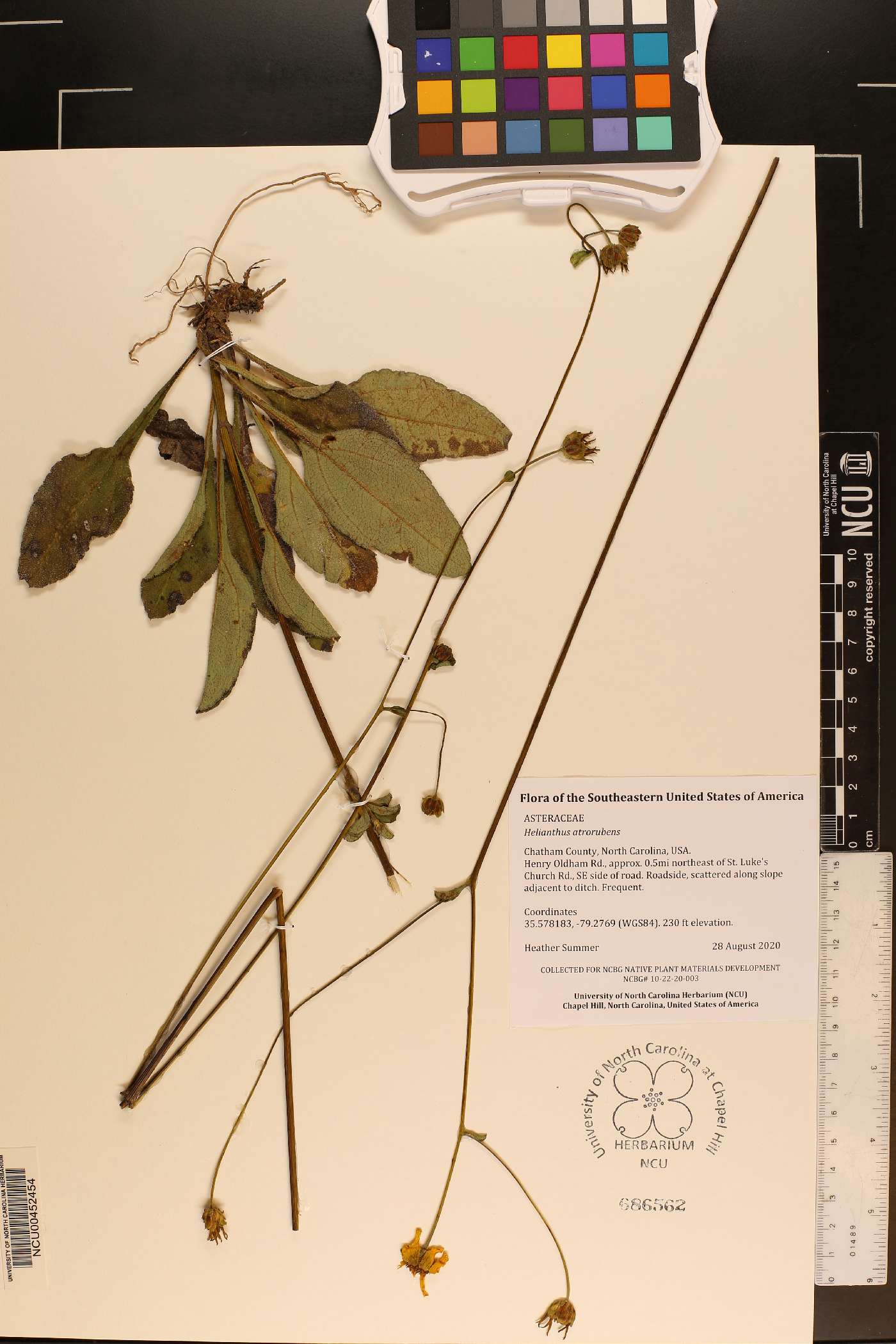 Helianthus atrorubens image