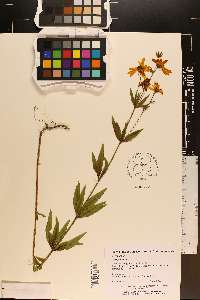 Coreopsis major image