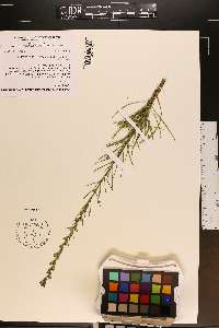 Liatris pilosa image