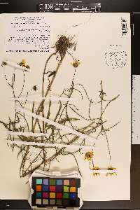 Helianthus angustifolius image