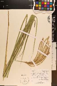 Miscanthus sinensis image